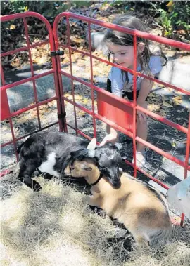  ?? STAFF PHOTO BY MARTA MIKULAN MARTIN ?? Sophia Bernstein, 4, pets goats from the Palm Beach Zoo at the Lighthouse Point Library.