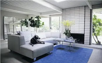  ?? Annette Kelty ?? Photograph­er Annette Kelty’s dog, Turtle, in the living room of the Upper Lucas Valley home Kelty shares with her husband, Will, who grew up in an Eichler in Southern California.