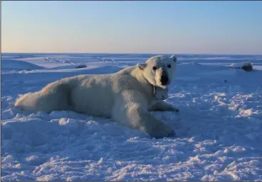  ?? Anthony Pagano/USGS ?? A polar bear wears a GPS video-camera collar on the sea ice of the Beaufort Sea.