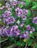  ?? SONIA DAY FOR THE TORONTO STAR ?? The word “aster” comes from the Greek word for star and signifies an enormous family of plants.