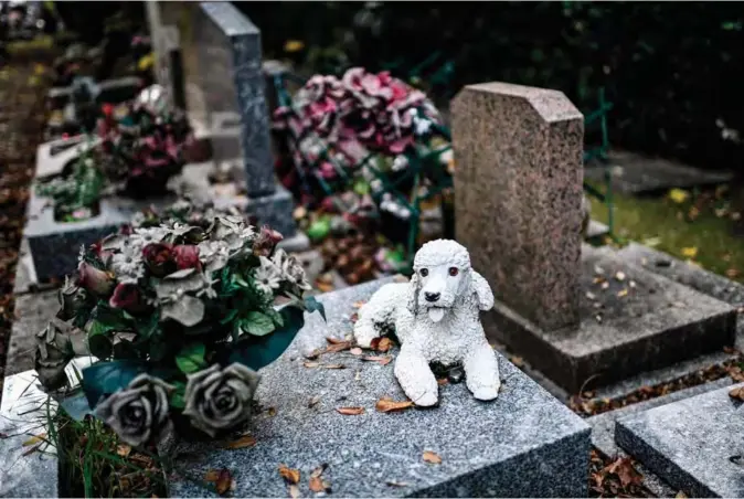  ??  ?? This picture shows graves for dogs at the dog’s cemetery in Asnieres-sur-Seine, northwest of Paris. — AFP