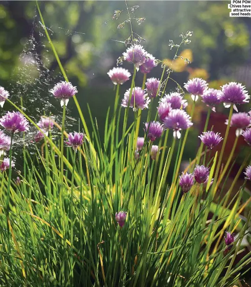  ?? ?? POM POM Chives have
attractive seed heads