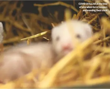  ??  ?? COVID-19 has hit at the time of year when ferret keepers
are breeding their stock