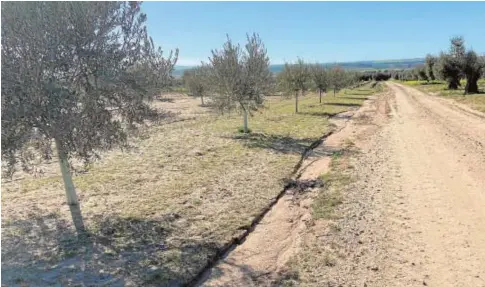  ?? ABC ?? Los olivos emitirán menos pólenes que en años anteriores