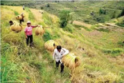  ??  ?? GUIZHOU: Chinese farmers carry crops from their paddy fields in a village in Congjiang county, southwest China’s Guizhou province. — AFP