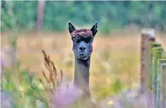  ??  ?? Geronimo, the alpaca on death row, faces euthanasia that could be posted on social media