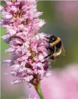  ??  ?? Top: The neat vegetable garden.
Above: A bumblebee enjoying the bistort.