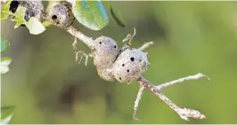  ?? KENNETH SETZER PHOTOS ?? Potato gall on a live oak tree stem