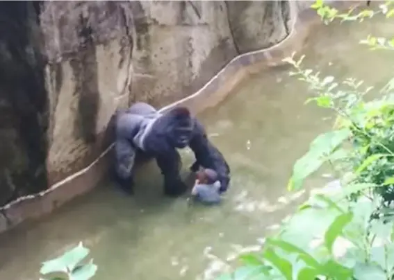 ??  ?? Harambe the gorilla with the child that fell into his Cincinnati Zoo enclosure on 28 May 2016