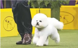  ?? MARY ALTAFFER THE ASSOCIATED PRESS ?? Bill McFadden shows Flynn, a bichon frise, during the 142nd Westminste­r Kennel Club Dog Show on Monday. Flynn won best in show.