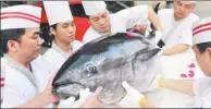  ?? CHEN YIQI / FOR CHINA DAILY ?? Chefs at a restaurant prepare a giant tuna for cooking in Dongguan, Guangdong province.