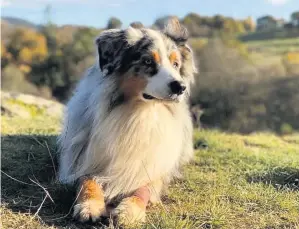  ??  ?? Missing Australian shepherd dog Eddie