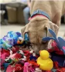  ?? Animal Friends ?? Tiki, who is available for adoption, plays with a snuffle ball at Animal Friends in Ohio Township.