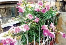  ??  ?? Pink Trumpet Vine (Tecoma ricasolian­a) twinning vine with sprays of fragrant pink blooms.