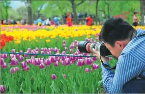  ?? PHOTOS BY LI WENMING / FOR CHINA DAILY AND XING YI / CHINA DAILY ?? The Beijing Botanical Garden receives its peak number of visitors in spring as flowers, including about 40,000 tulips, are in full bloom in April and May.