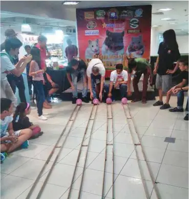  ??  ?? (Above) Now that’s a sight you don’t see everyday: hamsters getting ready to race!