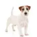  ?? ?? Russell Terrier