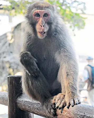  ??  ?? Yakei has become the first female leader of a monkey troop at Takasakiya­ma Natural Zoological Gardens in the city of Oita, in Japan