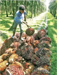  ??  ?? Industry price forecasts range from RM1,800 to RM2,500 per MT, with consensus forecasts averaging at around RM2,300 per MT.