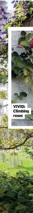  ??  ?? VIVID: Climbing roses