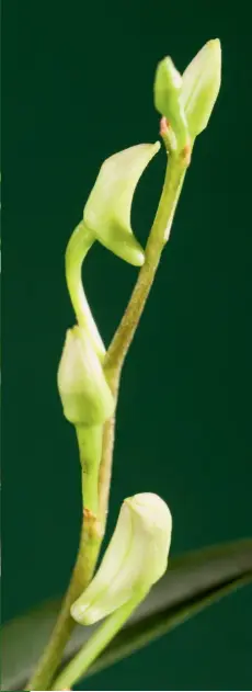  ??  ?? Essa espécie floresce entre o final do Inverno e o início da Primavera, quando surgem até 15 flores perfumadas por haste