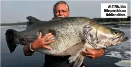  ??  ?? At 117lb, this Nile perch is no tiddler either.