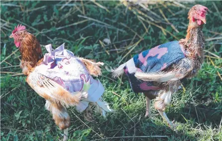  ?? Picture: GLENN HAMPSON ?? Dory and Pecky Becky keep warm in their coats at Storybook Farm Sacred Animal Garden at Canungra. AMANDA ROBBEMOND