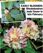  ?? ?? EARLY BLOOMER: Rhododendr­on buds flower in late February