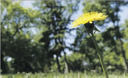  ?? IAN KUCERAK ?? Ideal growing conditions and city crews struggling with damage from the May 24 windstorm have meant the city is behind on its mowing and weed-control schedule for public parks and sports fields.