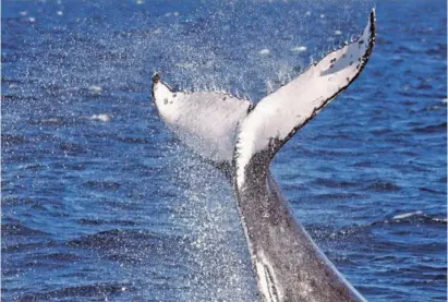  ?? Photo: EFE ?? Fin whales can be seen in the Mediterran­ean Sea as well as the Atlantic Ocean