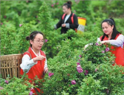  ?? LIANG WEN / FOR CHINA DAILY ?? Volunteers and villagers pick rose buds at a plantation in Wulidun village, Huangping county, in Guizhou province, western China, in May 2022. The imbalance between the country’s eastern and western regions is still more notable.