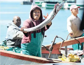  ?? PICTURE: HENK KRUGER ?? GOOD STUFF: Fishermen unload freshly caught snoek, a staple food for centuries.