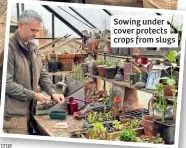  ?? ?? Sowing under cover protects crops from slugs