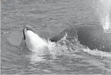  ?? KEN BALCOMB, CENTER FOR WHALE RESEARCH ?? A female orca that was seen pushing the body of its dead calf appears in good health, a scientist says.