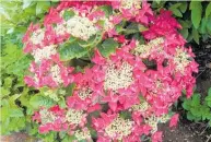  ??  ?? Hydrangea Strawberri­es and Cream