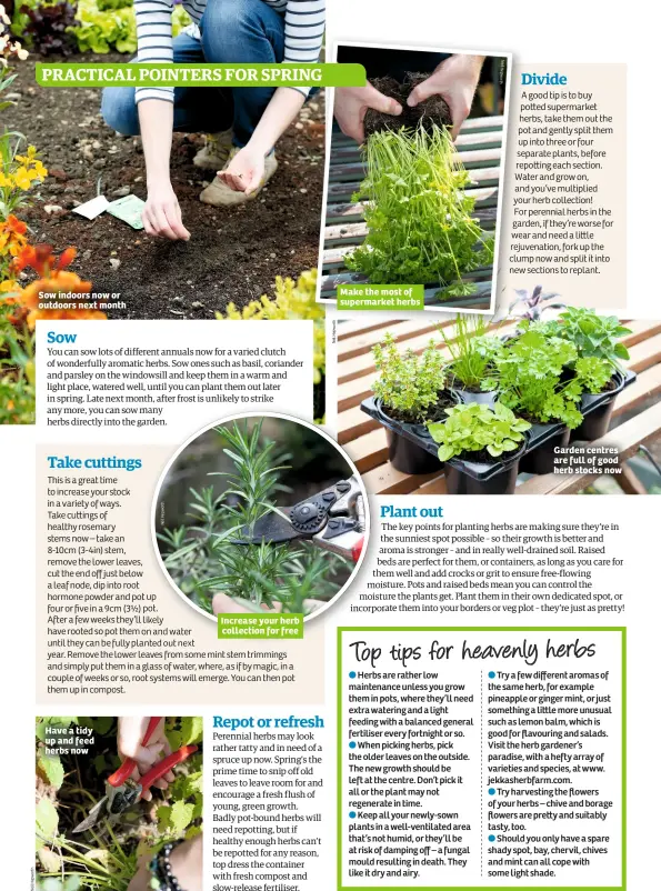  ??  ?? Sow indoors now or outdoors next month Have a tidy up and feed herbs now Increase your herb collection for free Make the most of supermarke­t herbs Garden centres are full of good herb stocks now PRACTICAL POINTERS FOR SPRING