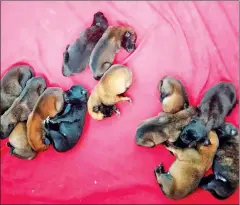  ?? HENG RATANA VIA FB ?? The 13 new-born puppies will have the chance to become mine-sniffing dogs.