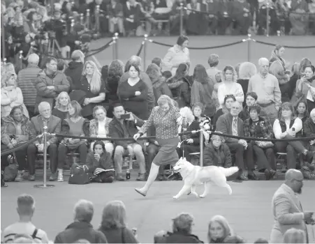  ??  ?? A Siberian husky competes during the 142nd Westminste­r Kennel Club Dog Show in New York.