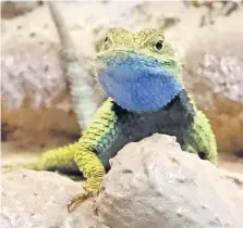  ??  ?? En los últimos años se ha descubiert­o que las lagartijas están en un punto crítico, afirman especialis­tas. Imagen de la especie Sceloporus gadsdeni.