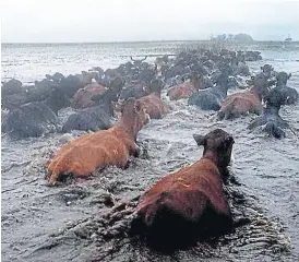  ?? Fotos de francisco velar ?? En Caá Catí, las vacas intentan salvarse