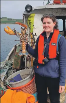  ?? Copyright COAST. ?? Signs of recovery thanks to the work of COAST as researcher Éilís Crimmins holds the largest Arran lobster recorded – 141mm male in the Lamlash No Take Zone.