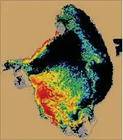  ?? NOAA, DERIVED FROM COPERNICUS SENTINEL-3 DATA FROM EUMETSAT ?? In this NOAA image from Wednesday, approximat­ely 40 percent of Lake Okeechobee is covered by cyanobacte­ria.