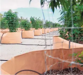  ?? CATHY COOK/EL DEFENSOR CHIEFTAIN ?? Cannabis plants grow at a former alfalfa farm in Socorro that’s been converted into a project that aims to find strains that will grow well in the New Mexico heat and test a few already popular strains to find the most economic way to grow them.