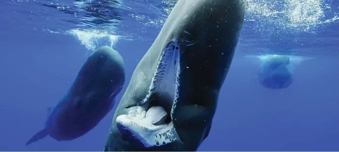  ?? NATIONAL GEOGRAPHIC ?? En la imagen cachalotes, nómadas que nos enseñan sus dientes en las Azores