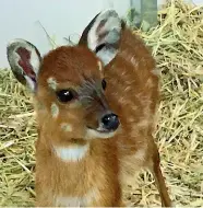  ??  ?? Cucciola L’antilope Dorothy