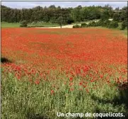  ??  ?? Un champ de coquelicot­s.