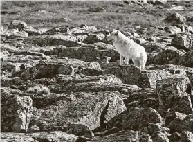  ?? Tribune News Service file photo ?? Alaska’s Arctic refuge is the largest wilderness area in the United States and is home to polar bears, grizzly bears, wolves, moose and caribou.