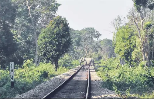  ?? Express ?? A female elephant crosses the railway track at Buxa Reserve in West Bengal. Slowing down trains has frequently failed to stop elephants from being run over.