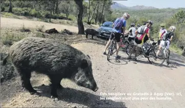  ??  ?? Des sangliers au Gratadis à Agay (Var). Ici, les sangliers n’ont plus peur des humains.