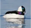  ?? WILSON HUM PHOTO ?? The Bufflehead is a regular fall migrant throughout the area. This one was seen at Andrew Haydon Park.